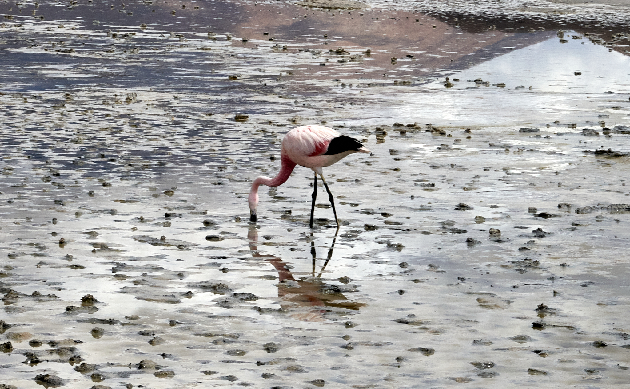 20200313 473 [볼리비아] 온다 호수